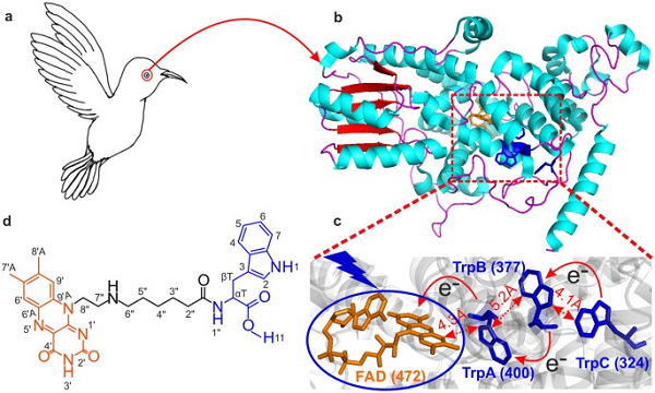 Nhà vật lý lỗi lạc được cho đã có một số manh mối khi đưa ra dự đoán trên. Tại thời điểm bức thư được viết, khoa học sinh học và khoa học vật lý đang có những bước phát triển liên quan đến nhau.