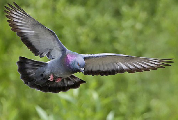 Khi đó, công nghệ xác định vị trí con dơi bằng tiếng vang vừa được nghiên cứu, công nghệ định vị bằng radar cũng đang trong giai đoạn phát triển. Trong bức thư hồi đáp kỹ sư Davys, Einstein cho biết ông còn quen Karl von Frisch, người đã nghiên cứu cách loài ong di chuyển bằng mô hình phân cực ánh sáng. Sau cuộc gặp tại Đại học Princeton (Mỹ), Frisch rõ ràng đã để lại ấn tượng với Einstein.