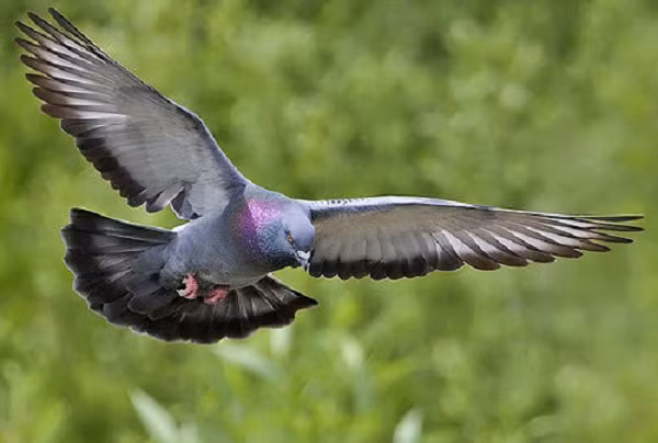 Khi đó, công nghệ xác định vị trí con dơi bằng tiếng vang vừa được nghiên cứu, công nghệ định vị bằng radar cũng đang trong giai đoạn phát triển. Trong bức thư hồi đáp kỹ sư Davys, Einstein cho biết ông còn quen Karl von Frisch, người đã nghiên cứu cách loài ong di chuyển bằng mô hình phân cực ánh sáng. Sau cuộc gặp tại Đại học Princeton (Mỹ), Frisch rõ ràng đã để lại ấn tượng với Einstein.