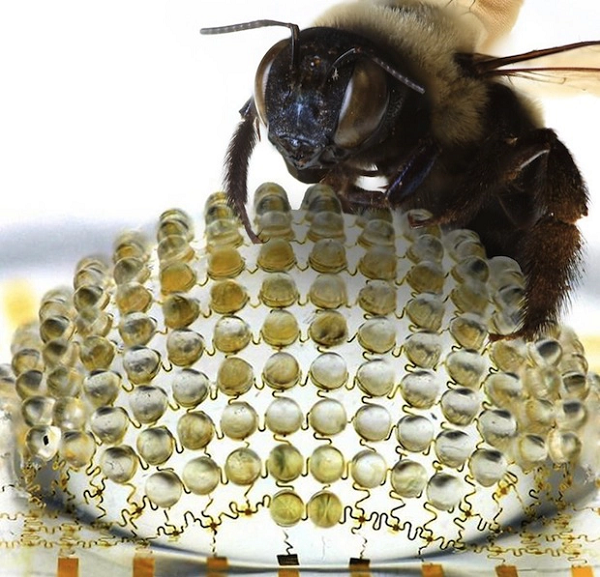 Đây là lý do chim có thể bay xa hàng nghìn km mà không bị lạc. Bên cạnh chim, các loài động vật khác như rùa biển, chó và ong cũng có khả năng cảm nhận từ trường Trái Đất thông qua bộ phận trên cơ thể.