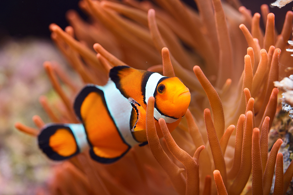 Cá hề (clownfish) có cơ thể màu da cam với ba vạch màu trắng. Chúng là động vật lưỡng tính với khả năng sinh sản giống cả con đực và con cái. Tuy nhiên, cá hề không sản xuất trứng và tinh trùng cùng lúc. Chúng sinh ra với một giới tính nhưng có thể chuyển sang giới tính khác nếu cần thiết.