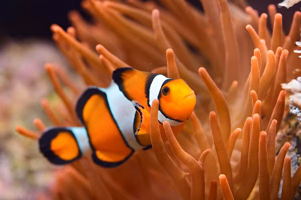 Cá hề (clownfish) có cơ thể màu da cam với ba vạch màu trắng. Chúng là động vật lưỡng tính với khả năng sinh sản giống cả con đực và con cái. Tuy nhiên, cá hề không sản xuất trứng và tinh trùng cùng lúc. Chúng sinh ra với một giới tính nhưng có thể chuyển sang giới tính khác nếu cần thiết.