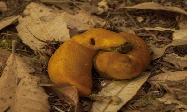 Sên chuối (banana slug) có cơ thể màu vàng và chiều dài cơ thể khoảng 25 cm. Sên chuối là động vật lưỡng tính, nghĩa là chúng đồng thời sử dụng cả cơ quan sinh sản đực và cái. Mặc dù có khả năng tự thụ tinh, nhưng hầu hết những con sên chuối đều tìm cho mình một bạn tình khác để giao phối.