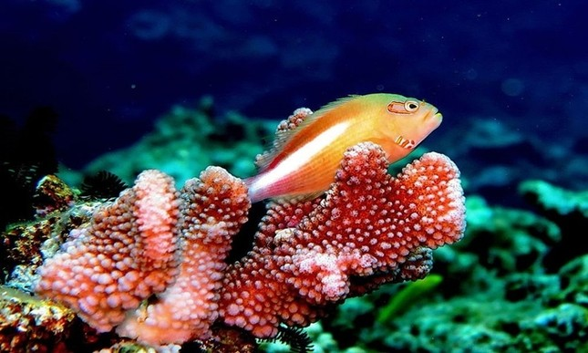 Cá hawkfish sống thành đàn nhưng chỉ có duy nhất một con cá đực đồng thời cũng là con cá lớn nhất trong đàn. Khi con cá đực chết hoặc mất tích, một trong số các con cá cái sẽ biến đổi thành con đực để thay thế vị trí đó.