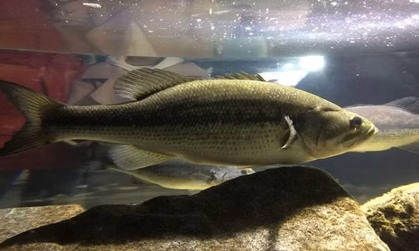 Những con cá vược (bass) đực sống trên nhiều con sông trên khắp nước Mỹ có những bộ phận cơ thể giống con cái. Ví dụ, các nghiên cứu cho thấy khoảng 70 - 90% số lượng cá vược đực ở khu vực đông nam nước Mỹ bây giờ là động vật lưỡng tính.