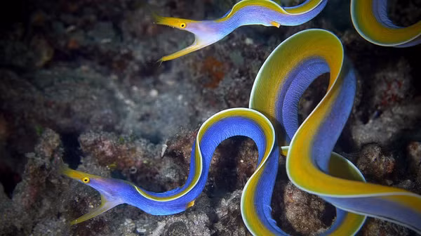 Nhưng không giống như cá hề, tất cả cá chình ruy băng đều trải qua sự thay đổi này. Chúng sinh ra là đực và tất cả những con đực chưa thành niên đều có màu đen tuyền, sau đó theo thời gian chúng sẽ phát triển vây lưng màu vàng và các màu sắc khác trên cơ thể. Khi trưởng thành, chúng sẽ có xanh lam với những điểm nhấn màu vàng.