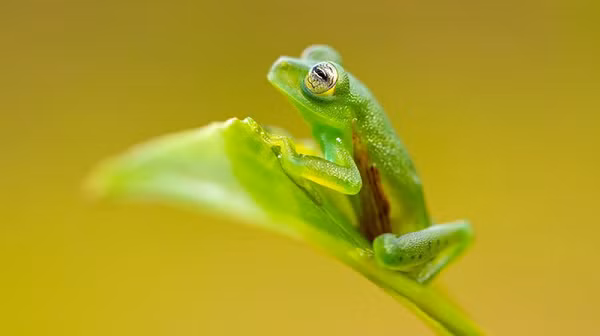 Sự thay đổi giới tính ở ếch không được coi là một hiện tượng bình thường. Tuy nhiên, hiện tượng này lại thường xuyên xảy ra ở loài ếch cây xanh. Ô nhiễm là một trong những yếu tố được quan sát là góp phần vào sự thay đổi giới tính ở ếch - đặc biệt là sự hiện diện của thuốc diệt cỏ và estrogen tổng hợp. Tuy nhiên, những điều này chỉ khiến ếch đực biến thành ếch cái chứ không phải ngược lại.