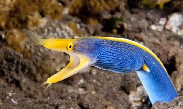 Cá chình ruy băng xanh rất hiếm khi xuất hiện trước mặt con người, bởi vì chúng dành phần lớn cuộc đời của mình để sống trong các lỗ ở đáy nước ngầm. Tuy nhiên trên thực tế, chúng là một loài lưỡng tính tương tự như cá hề, cá chình ruy băng có thể chuyển từ đực thành cái trong suốt cuộc đời của chúng.