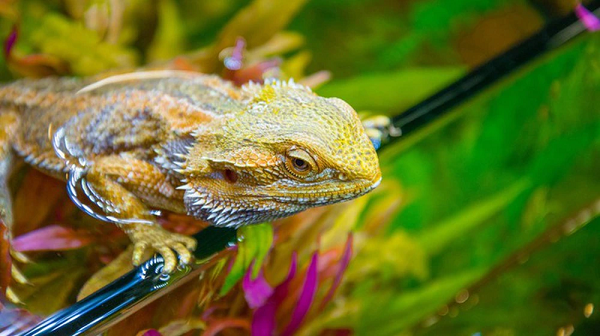 Rồng Úc Bearded Dragon là một loại bò sát đặc biệt. Ở nhiệt độ bình thường, chúng phát triển theo hệ thống xác định nhiễm sắc thể. Nhưng khi trời rất nóng (trên 32 ° C), một số cá thể với nhiễm sắc thể đực ban đầu sẽ tự động chuyển thành giống cái. Và nếu nhiệt độ trên 36 ° C, tất cả cá thể đực của loài này đều đảo ngược giới tính của thành con cái.