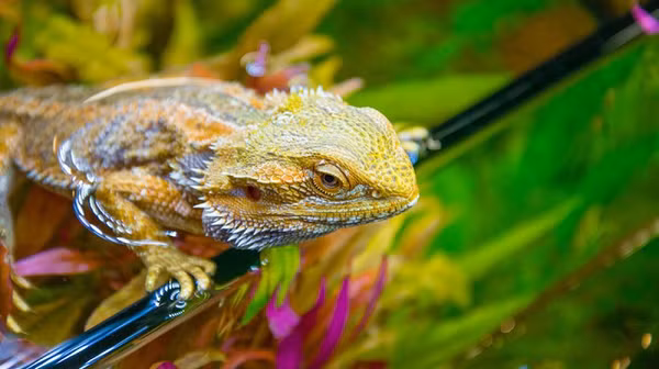 Rồng Úc Bearded Dragon là một loại bò sát đặc biệt. Ở nhiệt độ bình thường, chúng phát triển theo hệ thống xác định nhiễm sắc thể. Nhưng khi trời rất nóng (trên 32 ° C), một số cá thể với nhiễm sắc thể đực ban đầu sẽ tự động chuyển thành giống cái. Và nếu nhiệt độ trên 36 ° C, tất cả cá thể đực của loài này đều đảo ngược giới tính của thành con cái.