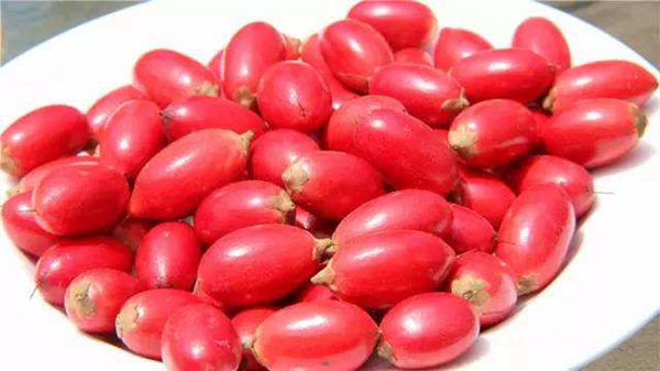 Cây thần kỳ là loài cây có sức sinh trưởng tốt, có thể cao đến 6m và cực kỳ dễ phát triển tại nhiều vùng khác nhau. Cây có thể chịu được hạn hán, ánh nắng mặt trời và địa hình dốc.