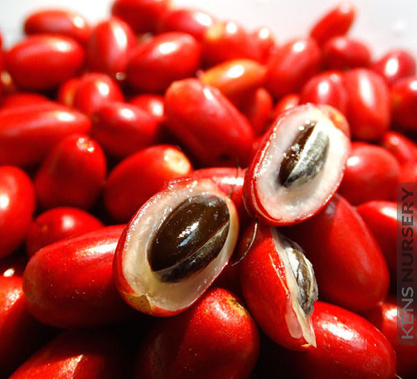 Trong quả thần kỳ có chứa đường và miraculin. Hợp chất miraculin thay đổi tính cảm thụ vị của các gai vị giác lưỡi. Lưỡi sẽ trở nên thích ứng và nhận định duy nhất với vị ngọt.