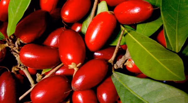 Khi ăn loại quả này vào, có thể biến tất cả các vị - gồm chua, cay, mặn, đắng... - đều trở thành vị ngọt, kể cả các món ăn như chanh, ớt, mướp đắng, giấm, dưa chua...