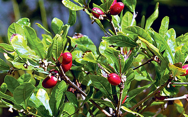 Miraculin là một protein không bền ở nhiệt độ cao và phân hủy khi đun nóng. Vì vậy khi nấu chín, quả thần kỳ sẽ không còn tác dụng trên vị giác nữa.