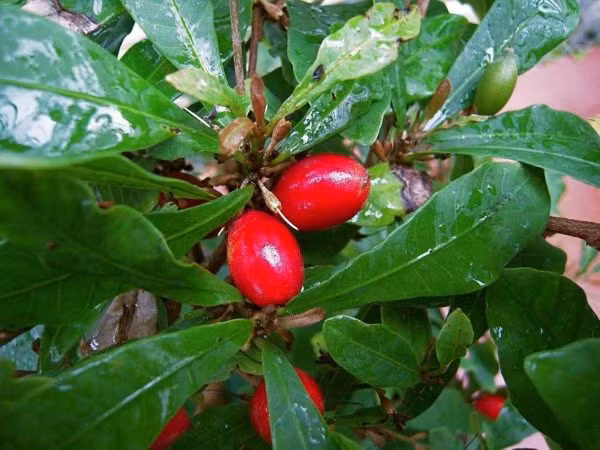 Thậm chí đã từng có thời điểm ngành công nghiệp đường phải chịu áp lực không nhỏ, khi nhu cầu tiêu thụ đường liên tục sụt giảm vì người dân mải thích thú tận hưởng vị ngọt đến từ những thứ vốn không-thể-ngọt.