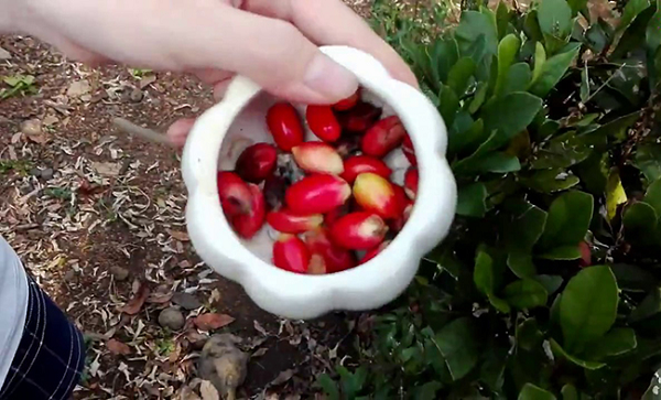 Điều đó sẽ gây tổn thương trong niêm mạc miệng và dạ dày. Nếu dùng lâu dẫn đến loét miệng, vòm họng, ung thư dạ dày và gan.