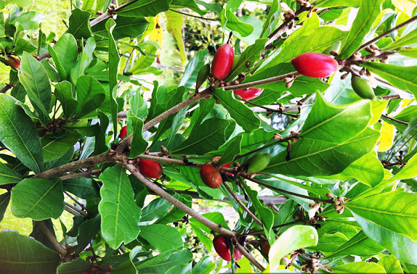 Cần lưu ý, loại quả này chỉ ăn tươi sau khi hái, không thể để lâu do dễ bị hỏng.