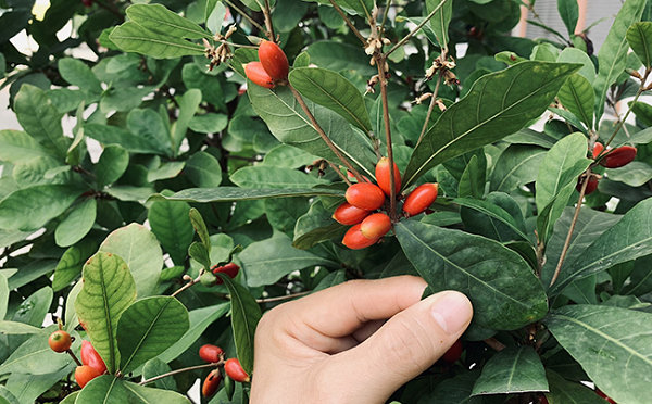 Tuy nhiên, chỉ riêng Miraculin là quá đủ để các doanh nghiệp nhảy vào. Năm 1968, Mỹ là quốc gia đầu tiên chiết xuất thành công Miraculin và đưa nó vào trong các viên thuốc con nhộng.