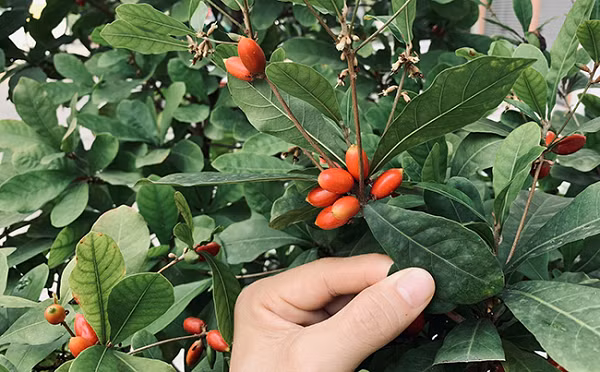 Tuy nhiên, chỉ riêng Miraculin là quá đủ để các doanh nghiệp nhảy vào. Năm 1968, Mỹ là quốc gia đầu tiên chiết xuất thành công Miraculin và đưa nó vào trong các viên thuốc con nhộng.