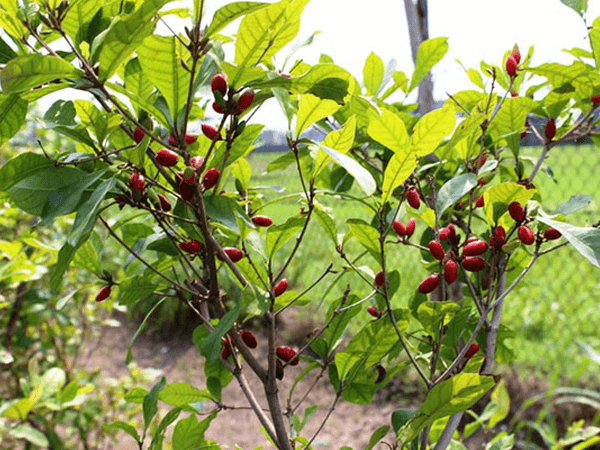 Quả thần kỳ chỉ có tác dụng đánh lừa vị giác, không làm thay đổi bản chất các loại thực phẩm. Khi chúng ta sử dụng lượng lớn những chất có vị chua mang tính axit hoặc cay nồng, mặc dù vị giác cho cảm giác ngọt nhưng bản chất vẫn không thay đổi.