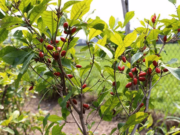 Quả thần kỳ chỉ có tác dụng đánh lừa vị giác, không làm thay đổi bản chất các loại thực phẩm. Khi chúng ta sử dụng lượng lớn những chất có vị chua mang tính axit hoặc cay nồng, mặc dù vị giác cho cảm giác ngọt nhưng bản chất vẫn không thay đổi.