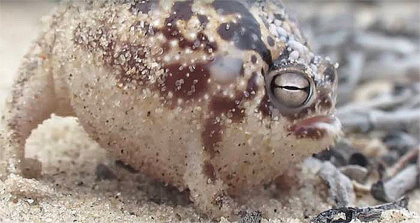 Nguyên do là vì con người đã và đang liên tục phá hủy môi trường sống của chúng bằng việc mở đường và khai thác kim cương.