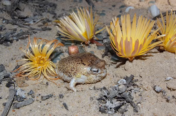 Ếch mưa sa mạc có nguồn gốc từ bờ biển Namibia và Nam Phi.