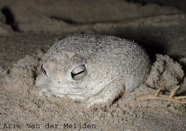Ếch mưa sa mạc (Desert Rain Frog) là một trong những loài ếch kỳ dị và hiếm gặp nhất trên thế giới. Chúng có cách phòng vệ đặc biệt khi phát ra những âm thanh gào thét vô cùng "ghê rợn". Đảm bảo đây là âm thanh "đáng sợ" nhất mà bạn từng nghe được trên đời.