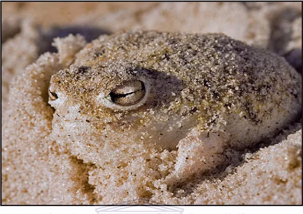 Ếch mưa sa mạc có lớp da màu nâu vàng và thường dính cát. Đặc biệt, mặt dưới của chúng có lớp da trong suốt, từ đó có thể thấy nội tạng.