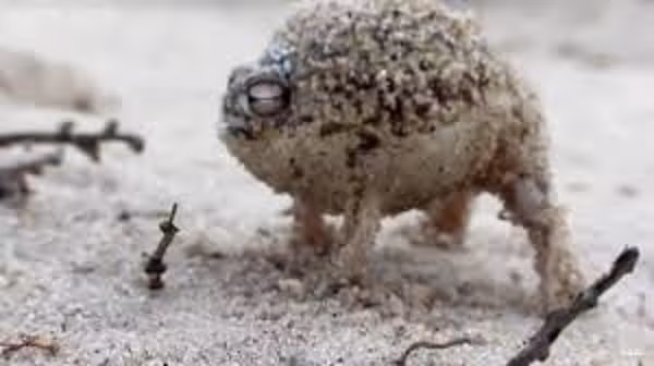 Ếch mưa sa mạc là loài sống về đêm. Ban ngày chúng trú ẩn trong hang có cát ẩm mà chúng đào.