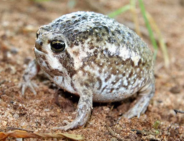 Ếch mưa sa mạc đẻ trứng và trứng phát triển trực tiếp thành ếch mà không thông qua giai đoạn trung gian phát triển thành nòng nọc.