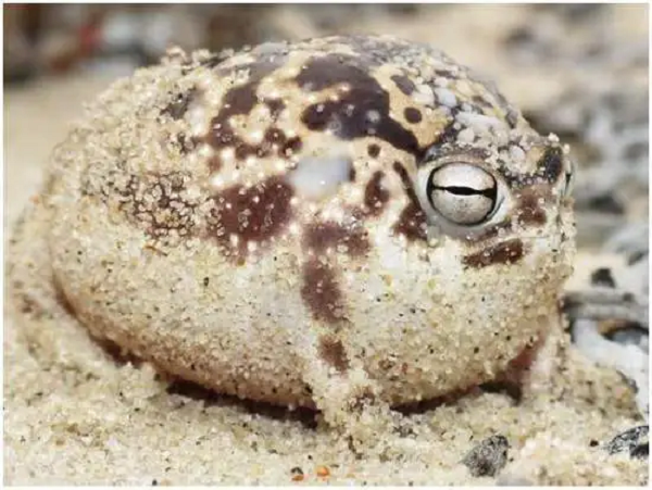 Đây là một trong những loài ếch đang trong trạng thái nguy cấp, được ghi vào trong Sách đỏ của IUCN.