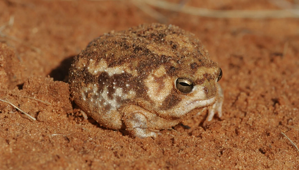 Các loài động vật trong thế giới tự nhiên hung hiểm sẽ có những bản năng tự vệ khác nhau. Như tiếng gầm gừ nhe nanh vuốt của hổ báo, âm thanh "khè lửa" của rắn, hay khả năng ngụy trang của tắc kè.