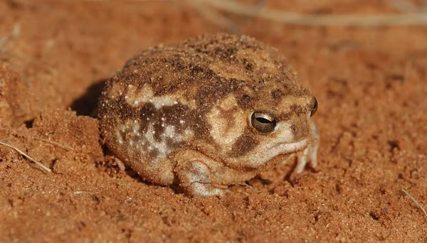 Các loài động vật trong thế giới tự nhiên hung hiểm sẽ có những bản năng tự vệ khác nhau. Như tiếng gầm gừ nhe nanh vuốt của hổ báo, âm thanh "khè lửa" của rắn, hay khả năng ngụy trang của tắc kè.