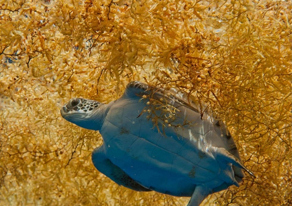 Các nhà khoa học đưa ra giả thuyết số một là lượng lớn tảo Sargassum tích tụ ở biển Sargasso và cuốn vào chân vịt khiến cho tàu thuyền khó di chuyển. Điều này khiến cho nhiều tàu thuyền bị đi lạc.
