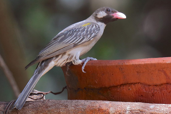 Mối quan hệ giữa loài chim này và con người lần đầu tiên được ghi nhận vào năm 1588, khi một con chim nhỏ mổ vào chân đèn trong nhà thờ đã thu hút sự chú ý của một nhà truyền giáo người Bồ Đào Nha có trụ sở tại Sofala, Mozambique.