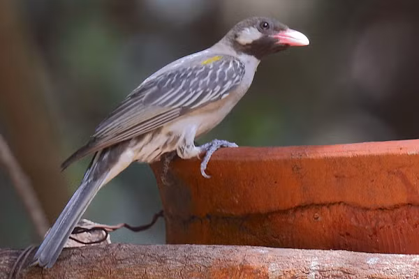 Mối quan hệ giữa loài chim này và con người lần đầu tiên được ghi nhận vào năm 1588, khi một con chim nhỏ mổ vào chân đèn trong nhà thờ đã thu hút sự chú ý của một nhà truyền giáo người Bồ Đào Nha có trụ sở tại Sofala, Mozambique.