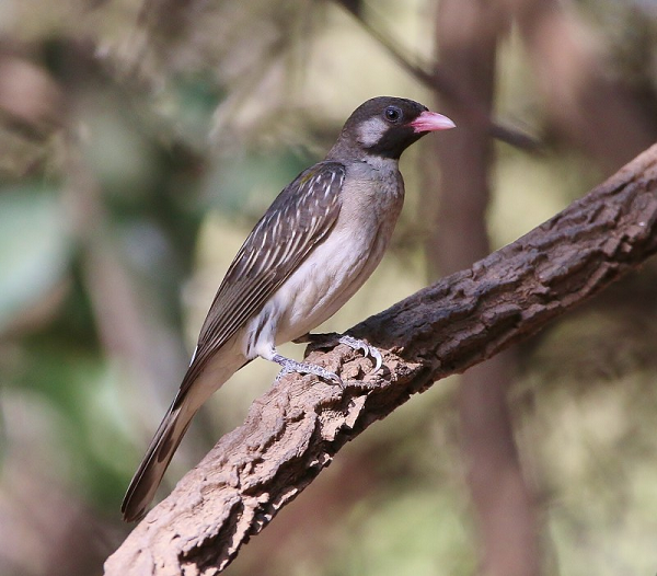 Để chủ động hơn trong việc tìm kiếm mật ong, con người cũng đã phát triển một tín hiệu về thời điểm họ sẵn sàng đi săn. Một nghiên cứu cho thấy, chúng ta cũng có thể thu hút những con chim bằng cách phát ra tiếng gọi lớn “brrrr-hm”.