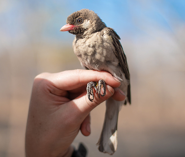 Thế nhưng vào những năm 1980, khi Hussein Isack, một thợ săn mật ong người Kenya và Heinz Ulrich Reyer, một nhà động vật học người Đức, thực hiện việc theo dõi những người thợ săn mật ong Boran trong khoảng 3 năm.