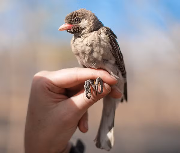Thế nhưng vào những năm 1980, khi Hussein Isack, một thợ săn mật ong người Kenya và Heinz Ulrich Reyer, một nhà động vật học người Đức, thực hiện việc theo dõi những người thợ săn mật ong Boran trong khoảng 3 năm.