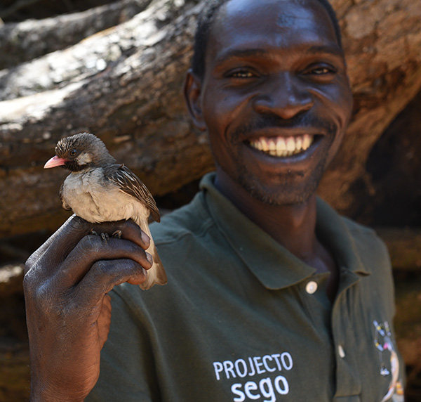 Sự hợp tác này có lợi cho cả hai bên: con người có nhiều khả năng tìm thấy tổ ong hơn khi được loài chim này chỉ đường, và sau khi lấy mật, những con chim nhỏ sẽ có được sáp và ấu trùng ong như một khoản phí dẫn đường.