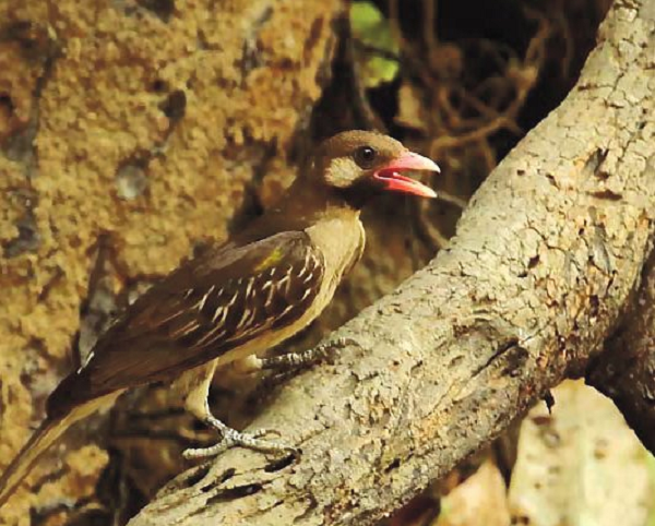 Sau đó, nó bay từ cây này sang cây khác để chỉ hướng cho những người thợ săn về phía tổ ong. Để giữ cho con chim tập trung hơn đến việc dẫn đường, những người thợ săn thường huýt sáo, nói chuyện và đập những tiếng kêu của chúng cho đến khi tìm thấy tổ ong rừng.