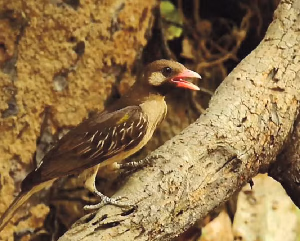 Sau đó, nó bay từ cây này sang cây khác để chỉ hướng cho những người thợ săn về phía tổ ong. Để giữ cho con chim tập trung hơn đến việc dẫn đường, những người thợ săn thường huýt sáo, nói chuyện và đập những tiếng kêu của chúng cho đến khi tìm thấy tổ ong rừng.