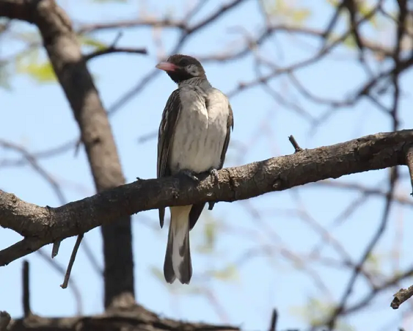 Sau đó, những cuộc gặp gỡ được ghi lại với loài chim liên tục xuất hiện trong suốt nhiều thế kỷ. Tuy nhiên, hầu hết các ghi chép này không tạo ra nhiều hứng thú về mối tương tác giữa con người và và chim honeyguides.