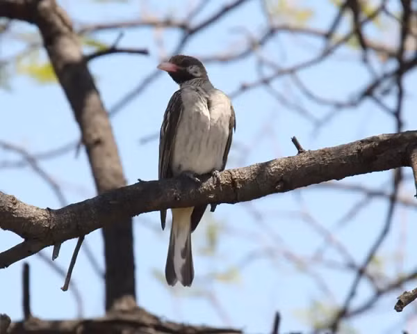 Sau đó, những cuộc gặp gỡ được ghi lại với loài chim liên tục xuất hiện trong suốt nhiều thế kỷ. Tuy nhiên, hầu hết các ghi chép này không tạo ra nhiều hứng thú về mối tương tác giữa con người và và chim honeyguides.