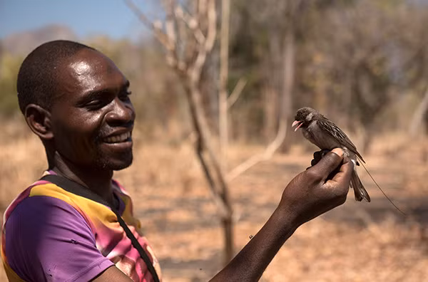 Đây chính là phương thức làm việc nhóm vô cùng hợp lí, những con chim thường biết vị trí của nhiều tổ trong lãnh thổ của chúng, thì chúng lại không thể trực tiếp tiếp cận nguồn thức ăn.