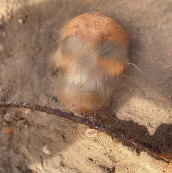 Họ phát hiện ra bên trong là hài cốt nữ giới với chiếc liềm trên cổ để ngăn cô trở lại với thế giới. Đặc biệt, người phụ nữ này không may sở hữu những chiếc răng cửa nhô ra.