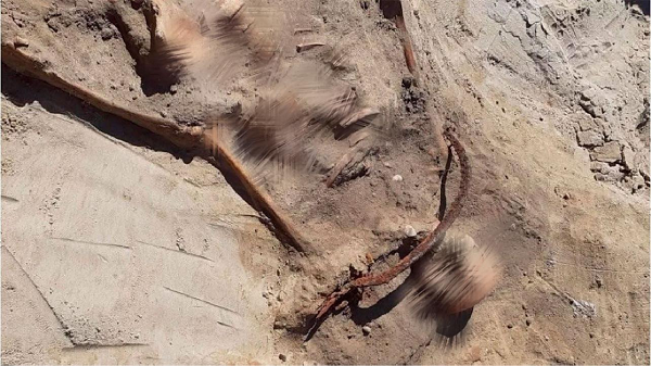 Điều này rất có thể chính là lý do cô bị những người dân mê tín thời đó gán cho là một phù thủy hoặc ma cà rồng. Vào cuối thế kỷ XVII-XVIII, văn hóa dân gian về ma cà rồng đã tràn lan ở các nước châu Âu.