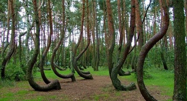 Nằm rìa thành phố Cluj Napoca, vùng Transylvania, Romania, khu rừng Hoia Baciu nổi tiếng thế giới lần đầu tiên vào khoảng năm 1960 khi nhà sinh học Alexandru Sift phát hiện một vật thể lạ có hình dạng giống chiếc đĩa bay bay trên bầu trời gần khu vực rừng trong lúc ông đi thực hiện nghiên cứu.