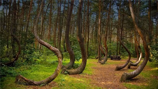 Theo truyền thuyết địa phương, có những nguồn năng lượng kỳ lạ ẩn nấp giữa những thân cây cong queo, hình dáng kỳ quái trong khu rừng. Có những người kể về một cô gái trẻ đã biến mất trong rừng và khi cô xuất hiện trở lại nhiều năm sau đó, trông cô giống hệt như khi cô biến mất nhưng không thể nhớ mình đã ở đâu.